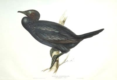 Antique Bird Print LITTLE CORMORANT Original John GOULD lithograph c1835