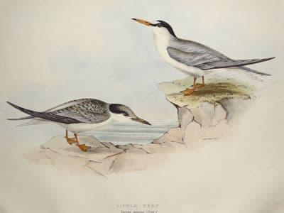 Antique Bird Print LITTLE TERN Original John GOULD hand coloured lithograph 1835