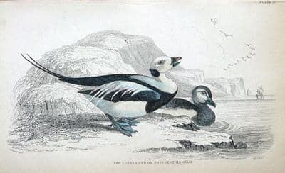 Antique Bird Print LONG TAILED  DUCK OR NORTHERN HARELD Jardine hand col. c1838