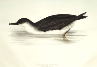 Antique Bird Print MANX SHEARWATER Original John GOULD lithograph c1835
