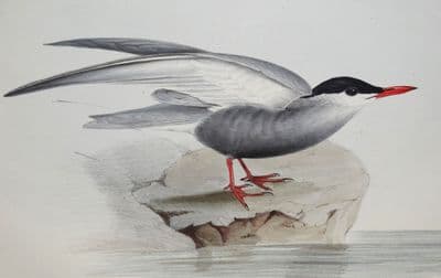 Antique Bird Print MOUSTACHE TERN Original John GOULD lithograph c1835
