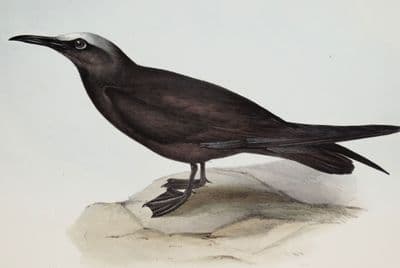 Antique Bird Print NODDY TERN Original John GOULD hand coloured lithograph c1835