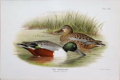 Antique Bird Print NORTHERN SHOVELLER DUCK Original Scarce Chromolithograph 1908