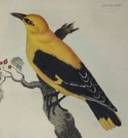 Antique Bird Print ORIOLE  Prideaux John SELBY original etching c1839