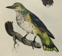 Antique Bird Print ORIOLE  Prideaux John SELBY original etching c1839
