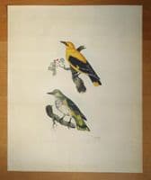 Antique Bird Print ORIOLE  Prideaux John SELBY original etching c1839