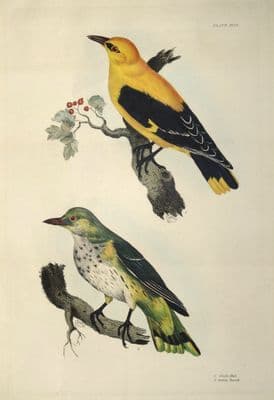 Antique Bird Print ORIOLE  Prideaux John SELBY original etching c1839