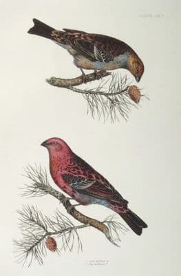 Antique Bird Print PINE BULLFINCH Prideaux John SELBY original etching c1826