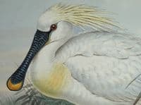 Antique Bird Print Platalea Leucorodia, SPOONBILL Original JOHN GOULD c1870