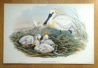 Antique Bird Print Platalea Leucorodia, SPOONBILL Original JOHN GOULD c1870