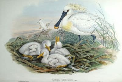 Antique Bird Print Platalea Leucorodia, SPOONBILL Original JOHN GOULD c1870