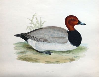 Antique Bird Print POCHARD, DUCK, Beverley Morris original 1855