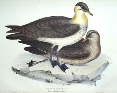 Antique Bird Print POMERINE GULL Original John GOULD lithograph c1835