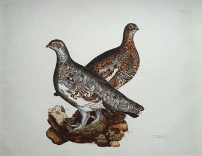 Antique Bird Print PTARMIGAN Prideaux John SELBY original etching c1824