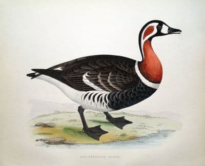 Antique Bird Print RED BREASTED GOOSE, Beverley Morris original 1855
