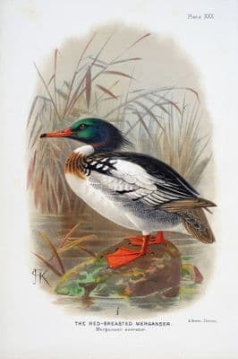 Antique Bird Print RED-BREASTED MERGANSER Original Scarce Chromolithograph Duck Print 1908