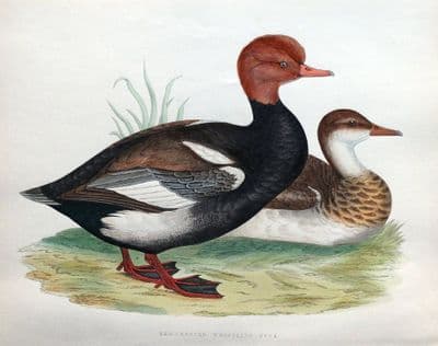 Antique Bird Print RED CRESTED WHISTLING DUCK, Beverley Morris original 1855