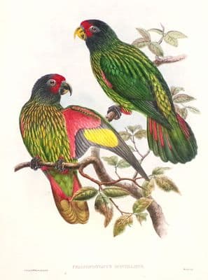 Antique Bird Print RED FRONTED LORY, Chalcopsittacus Scintillatus Original John Gould c1880