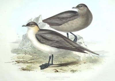 Antique Bird Print RICHARDSON'S LESTRIS Original John GOULD hand coloured lithograph c1835