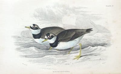 Antique Bird Print RINGED DOTTEREL Jardine hand coloured 1838
