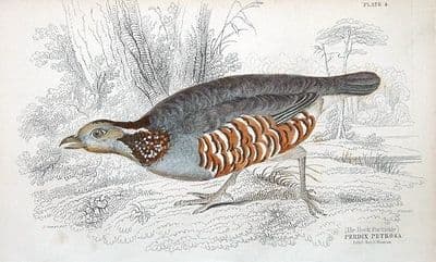 Antique Bird Print ROCK PARTRIDGE, PERDIX MPETROSA Jardine  hand col. 1834