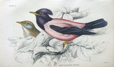 Antique Bird Print ROSE COLOURED PASTOR Jardine hand coloured 1838