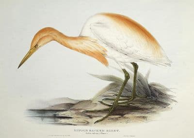 Antique Bird Print RUFOUS BACKED EGRET Original John Gould lithograph 1837