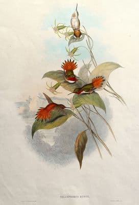 Antique Bird Print RUFOUS HUMMINGBIRD Selasphorus Rufus Original J. GOULD c1855