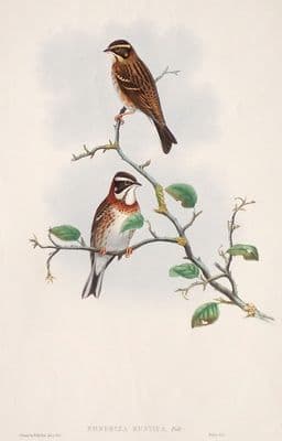 Antique Bird Print RUSTIC BUNTING Emberiza Rustica Original John GOULD c1870