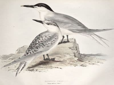 Antique Bird Print SANDWICH TERN Original John GOULD hand coloured lithograph c1835