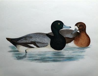 Antique Bird Print SCAUP DUCK, Beverley Morris original 1855