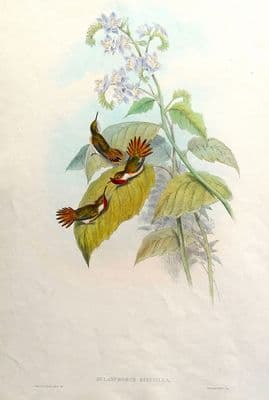 Antique Bird Print SCINTILLANT HUMMINGBIRD Selasphorus Scintilla Original JOHN GOULD c1855
