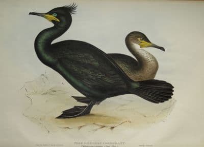 Antique Bird Print SHAG or GREEN CORMORANT Original JOHN GOULD lithograph c1835