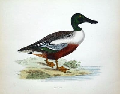 Antique Bird Print  SHOVELER,  DUCK, Beverley Morris original 1855