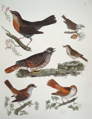 Antique Bird Print SHRIKES,CUCKOO etc Prideaux John SELBY original etching c1826