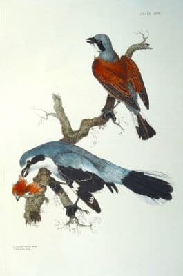 Antique Bird Print SHRIKES Prideaux John SELBY original etching  c1826