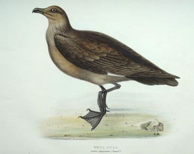 Antique Bird Print SKUA GULL Original John GOULD hand coloured lithograph c1835