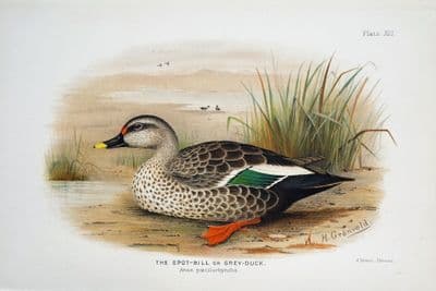 Antique Bird Print SPOT-BILL or GREY DUCK Original Scarce  Chromolithograph 1908