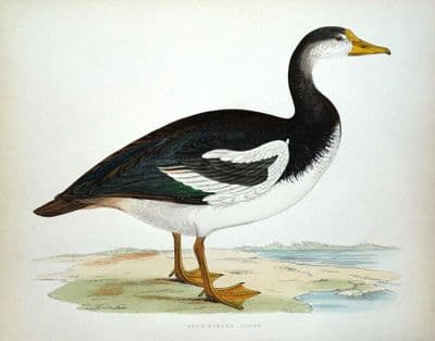 Antique Bird Print  SPUR WINGED GOOSE, Beverley Morris original 1855