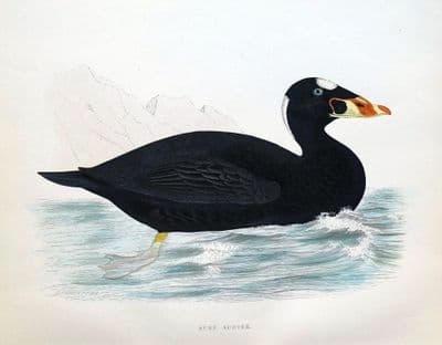 Antique Bird Print  SURF SCOTER, DUCK, Beverley Morris original 1855