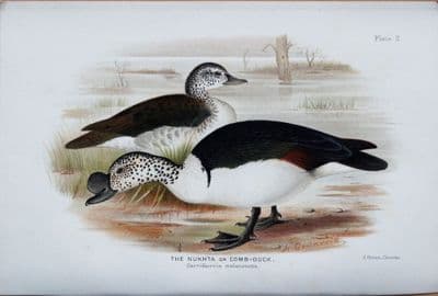 Antique Bird Print THE NUKHTA or COMB- DUCK Original  Chromolithograph  1908