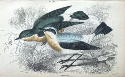Antique  Bird Print WHEATEAR Jardine hand coloured Engraving  1838