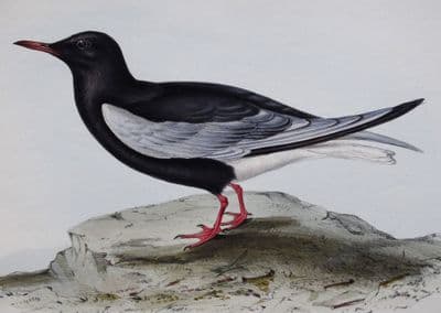 Antique Bird Print WHITE WINGED TERN Original JOHN GOULD hand coloured lithograph c1835