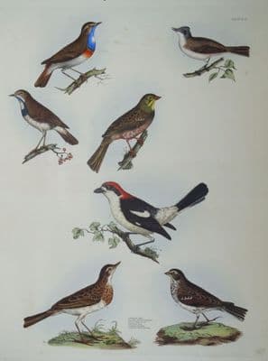 Antique Bird Print WOODCHAT REDSTART, Prideaux John SELBY original etching c1837