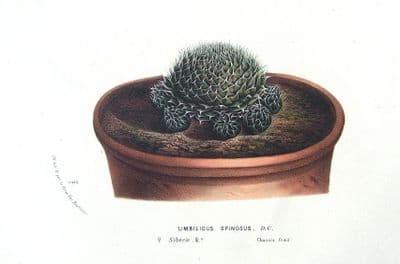Antique Botanical Cactus Print UMBILICUS SPINOSUS, SIBERIA, Van Houtte  c 1850