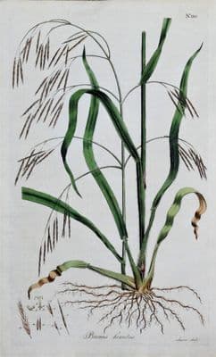 Antique Botanical Flower Print BROME GRASS HIRSUTUS Curtis Large  Flora Londinensis 1777