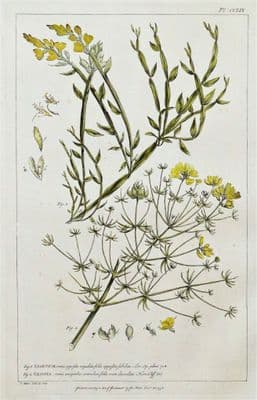 Antique Botanical Flower Print BROOM, SPARTIUM, GENISTA, Miller Large 1760