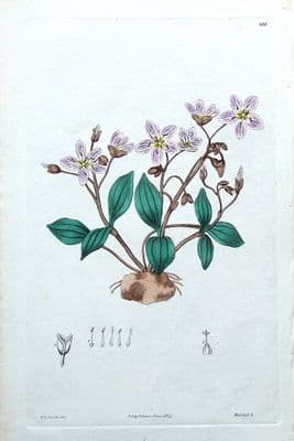 Antique Botanical Flower Print CLAYTONIA CAROLINIANA Robert Sweet, 1827