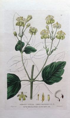 Antique Botanical Flower Print CLEMATIS VITALBA Travellers Joy Baxter  1835