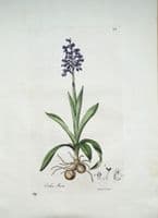 Antique Botanical Orchid Print Orchis  Morio Curtis  Flora Londinensis 1777
